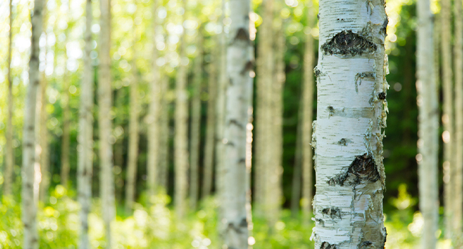 recyclable wood flatware