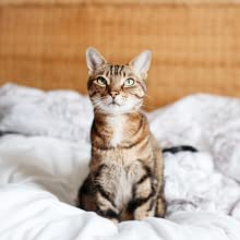 mattress cover king pack suppliers supplies box boxes tape stretch bed house home moving